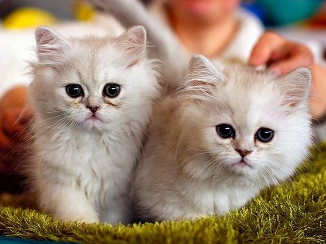 Породы кошек в Усть-Джугуте | ЗооТом портал о животных