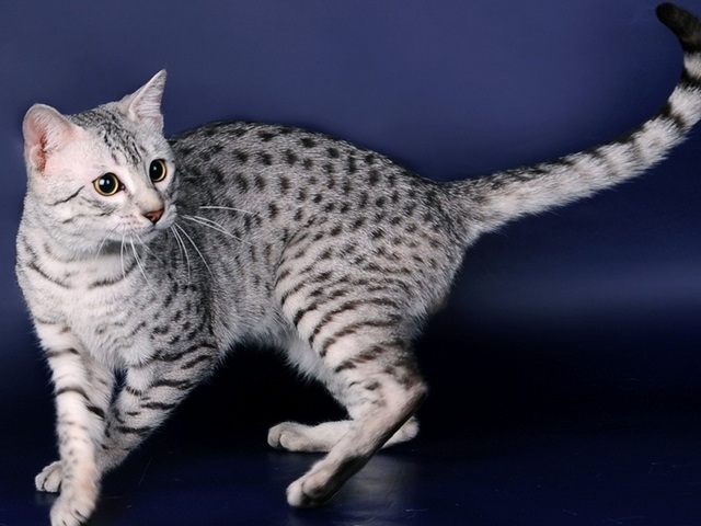 Породы кошек в Усть-Джугуте | ЗооТом портал о животных
