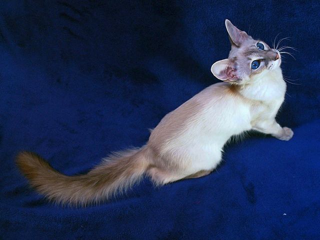 Выведенные породы кошек в Усть-Джугуте | ЗооТом портал о животных