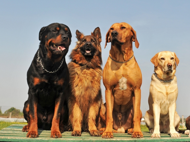 Крупные породы собак в Усть-Джугуте | ЗооТом портал о животных