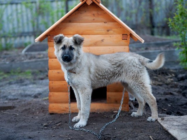 Все о собаках в Усть-Джугуте